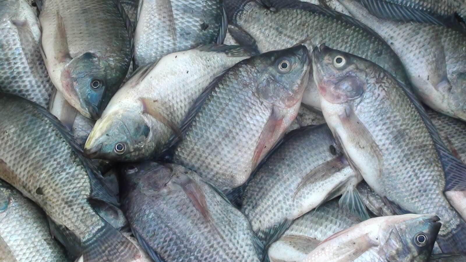 berita-image